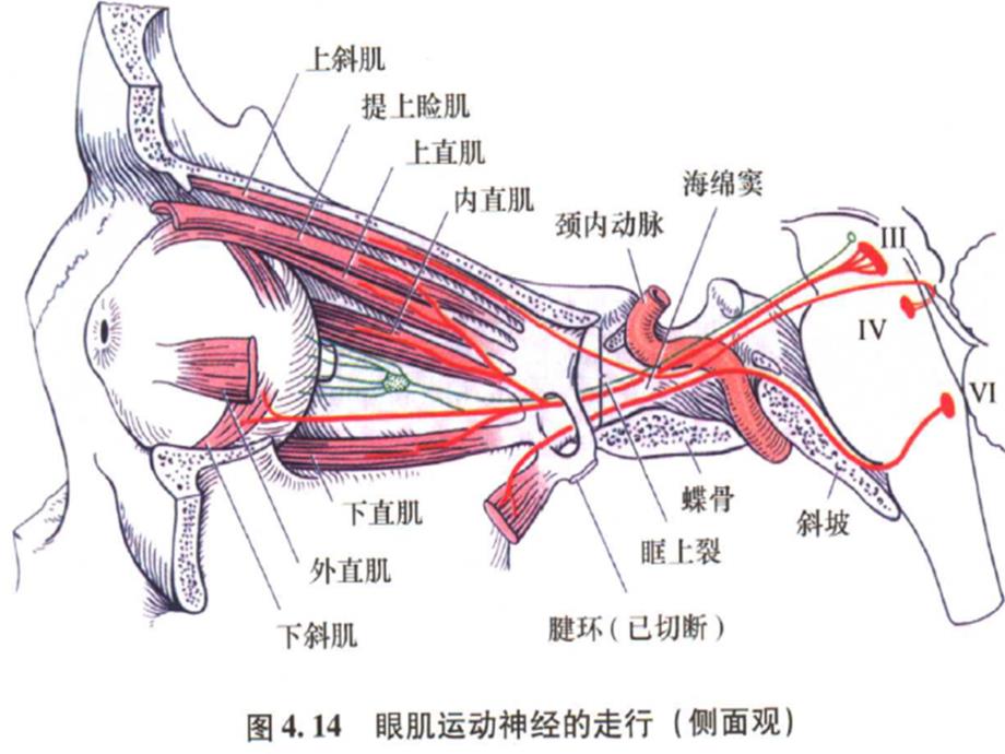 动眼神经解剖_图文_第3页