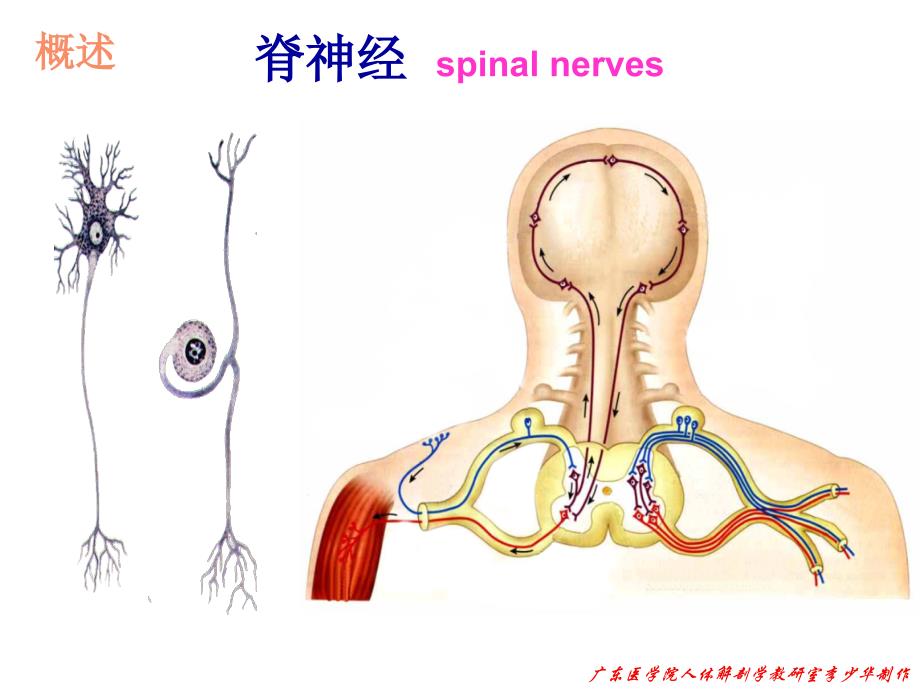 周围神经系统脊神经课件_第3页