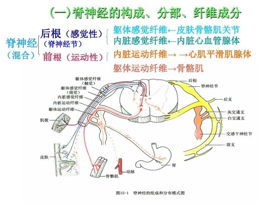 周围神经系统脊神经课件_第5页