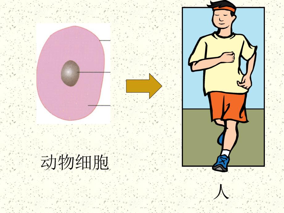 动物的结构层次_第4页