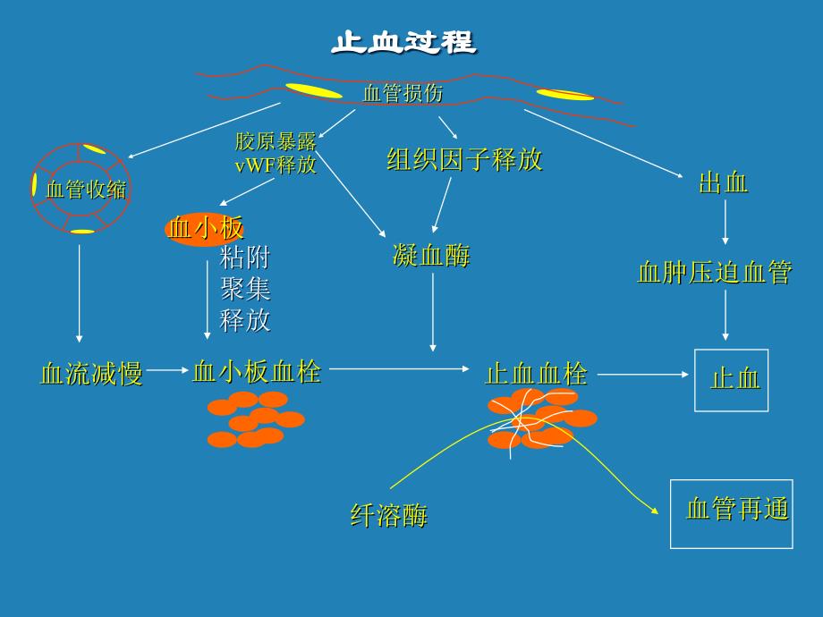 出血性疾病培训_第2页