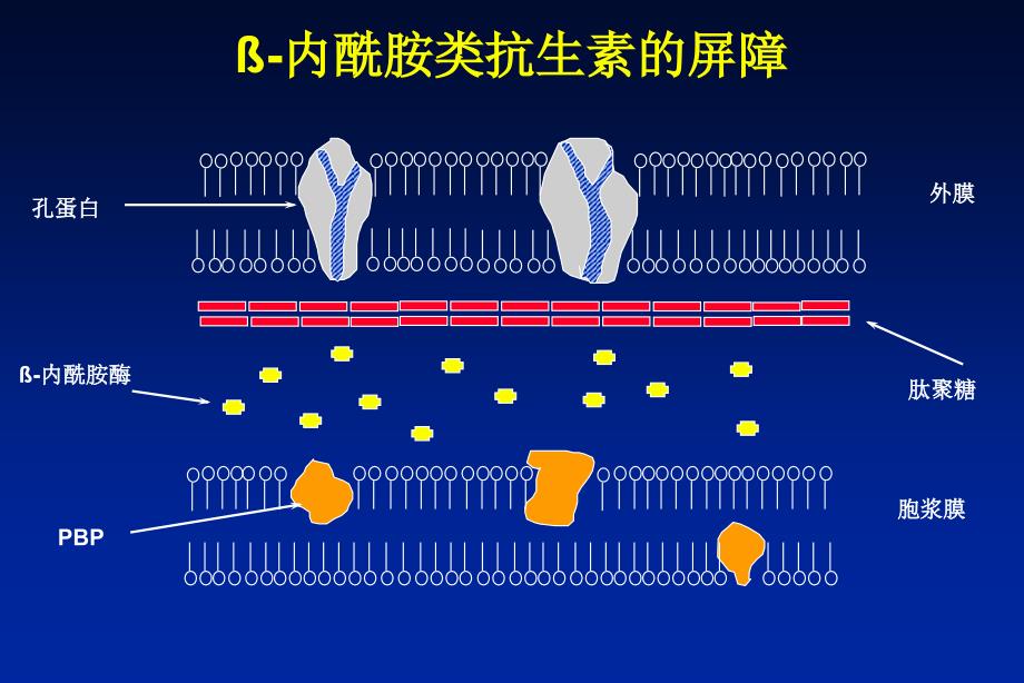 国际治疗实践及B-内酰胺酶抑制剂在院内感染中的作用-MuratAkova_第3页