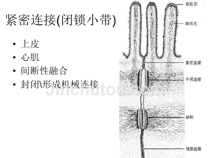 人体组织解剖基本组织 课件_第3页