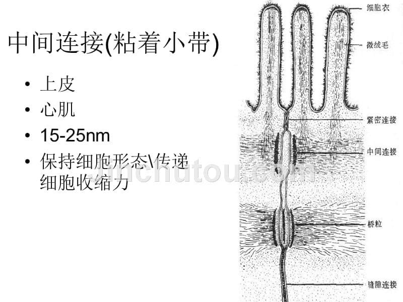 人体组织解剖基本组织 课件_第5页