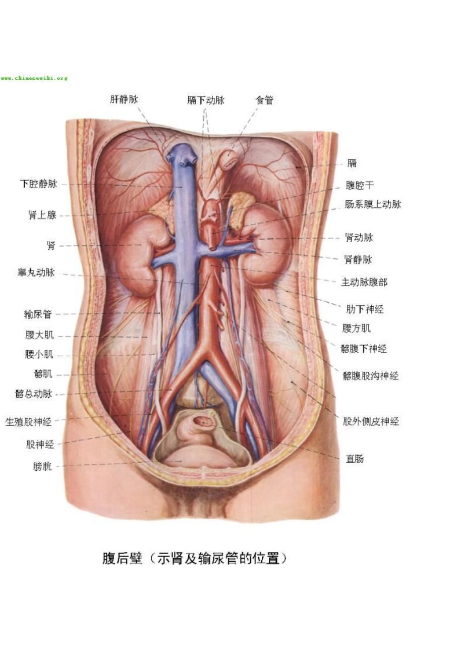 人体内脏器官分布图_第3页