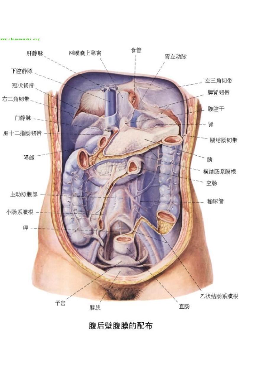 人体内脏器官分布图_第4页