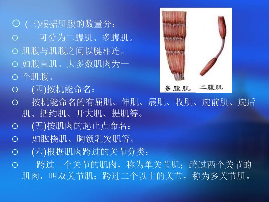 运动解剖学6骨骼肌概述_第4页