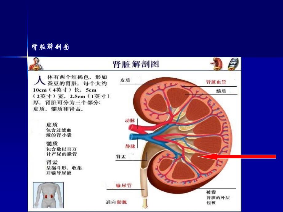 肾穿刺活检李国顺_第4页