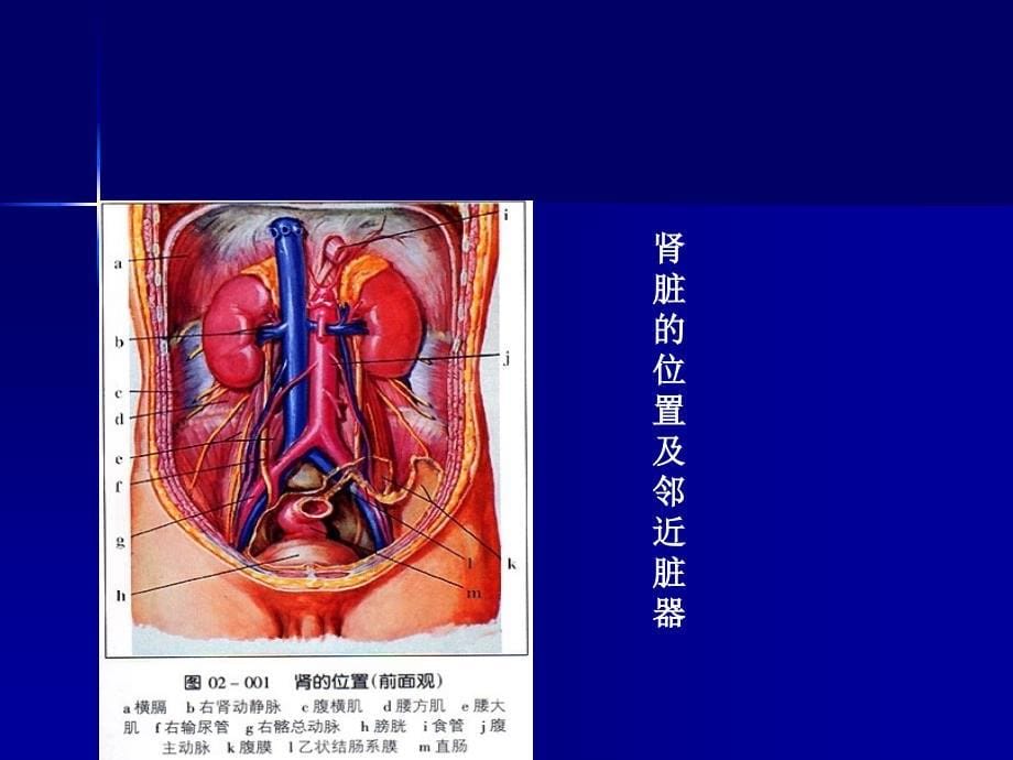 肾穿刺活检李国顺_第5页