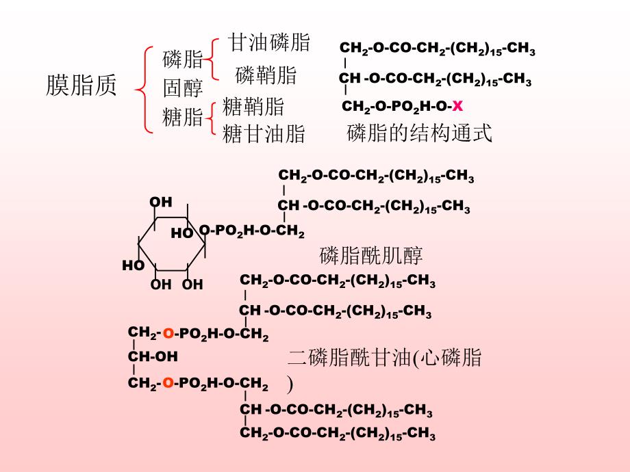 生物膜2 生物化学　教学课件_第4页