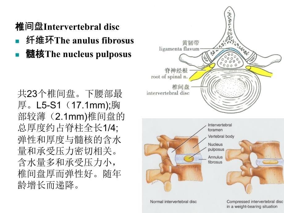 腰部脊柱解剖_第5页