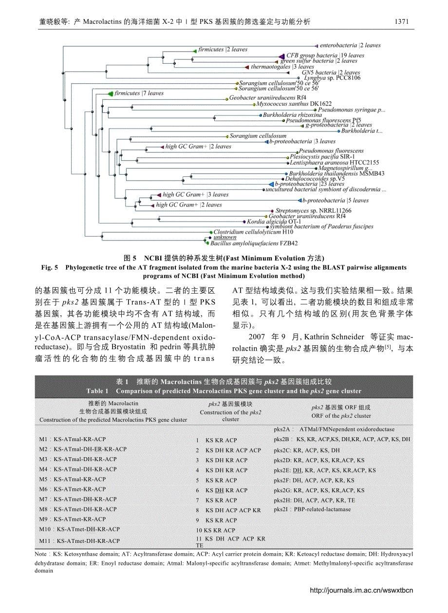 产macrolactins的海洋细菌x-2中ⅰ型_第5页