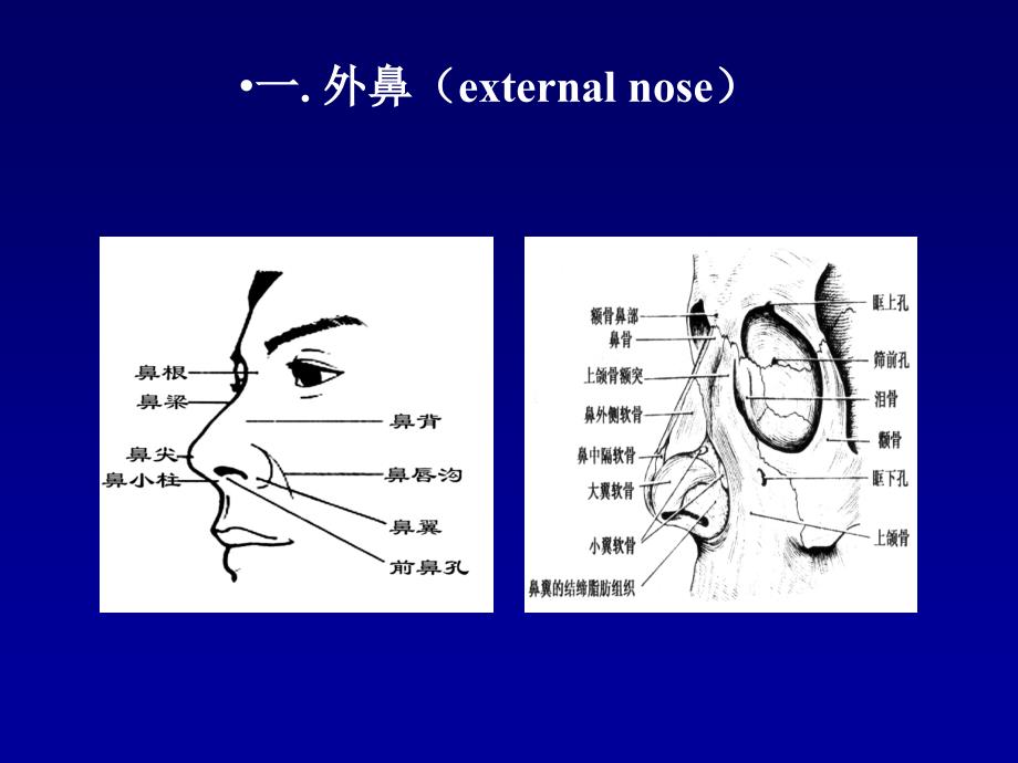 耳鼻咽喉头颈外科学耳鼻咽喉应用解剖_第4页