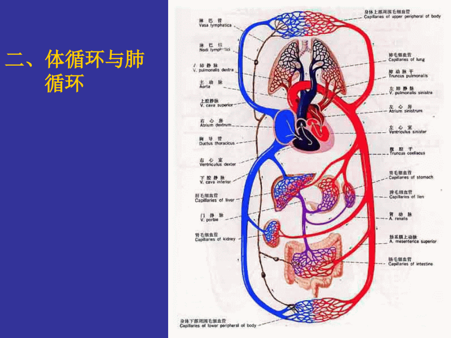 人体解剖生理学-第六章循环系统_第4页