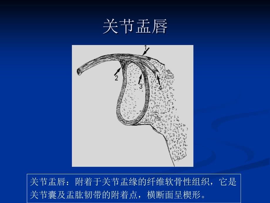 肩袖损伤的临床及MRI诊断_第5页