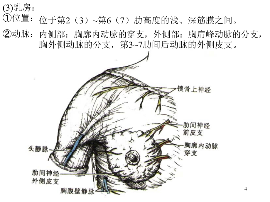 胸部 哈尔滨医科大学局解课件 哈尔滨医科大学局解课件 局部解剖学教学课件_第4页