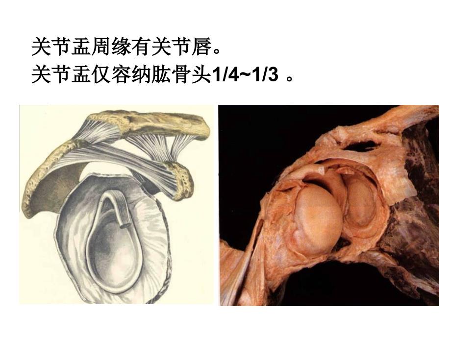 上肢关节运动_第4页