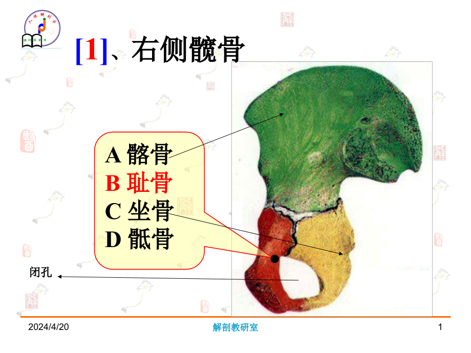 系统解剖学资料_第1页