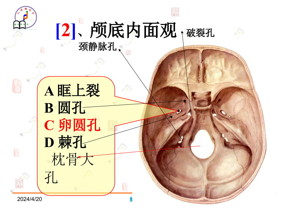 系统解剖学资料_第2页