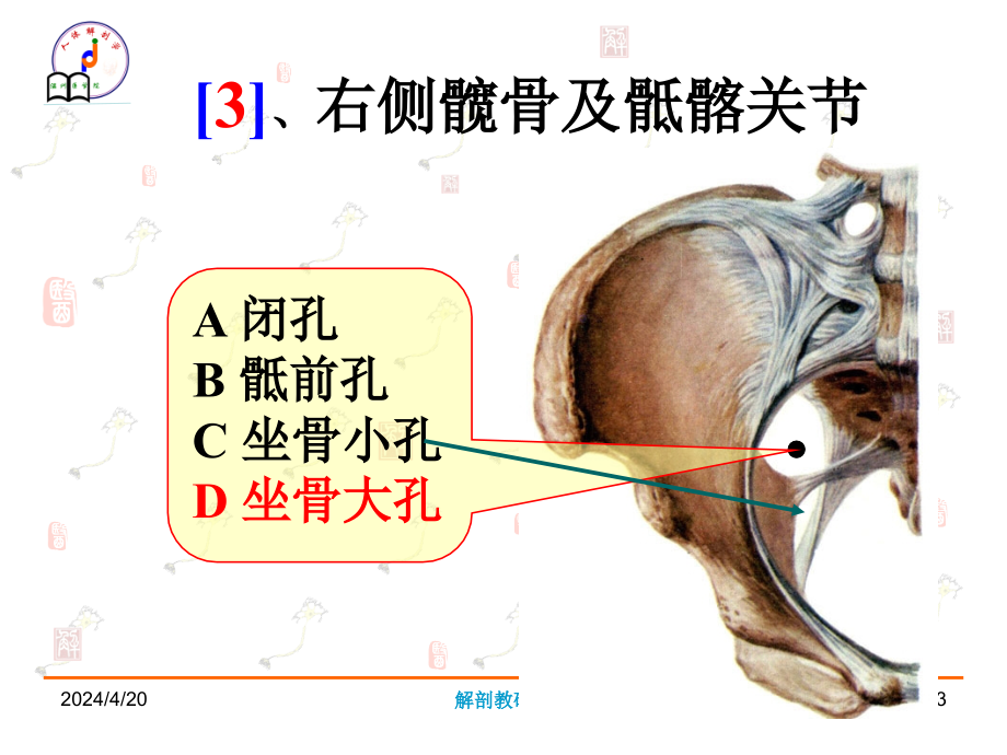 系统解剖学资料_第3页