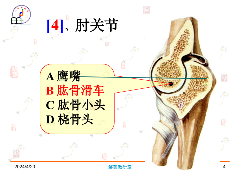 系统解剖学资料_第4页