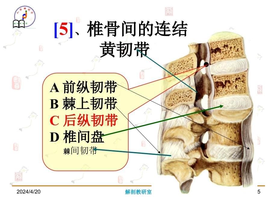 系统解剖学资料_第5页