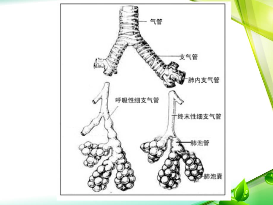 慢性阻塞性肺疾病2_第4页