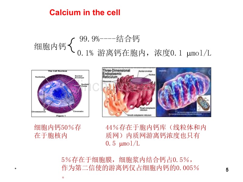 钙离子钙离子的生理作用_第5页