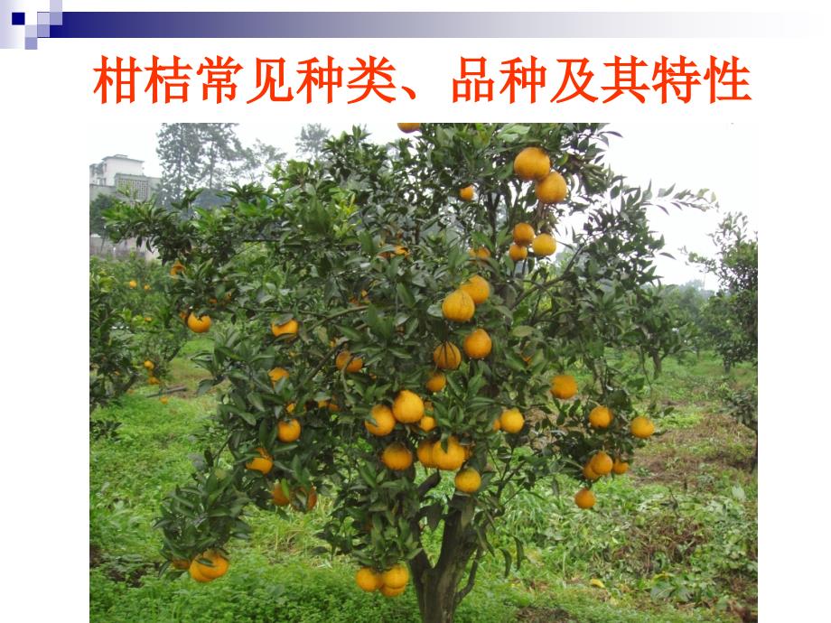 柑桔栽培课件_第1页