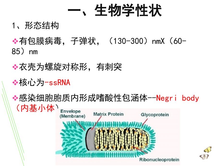 微其他病毒_第4页