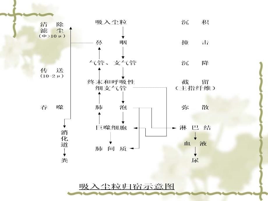 尘肺X线胸片阅片_第5页