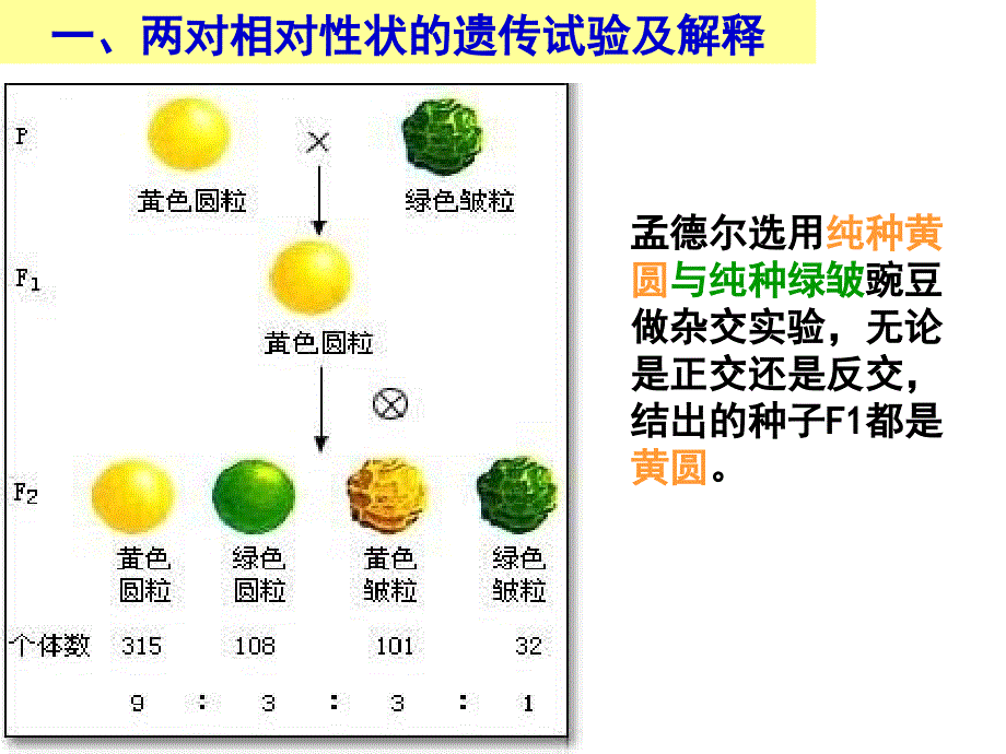 自由组合定律._第2页