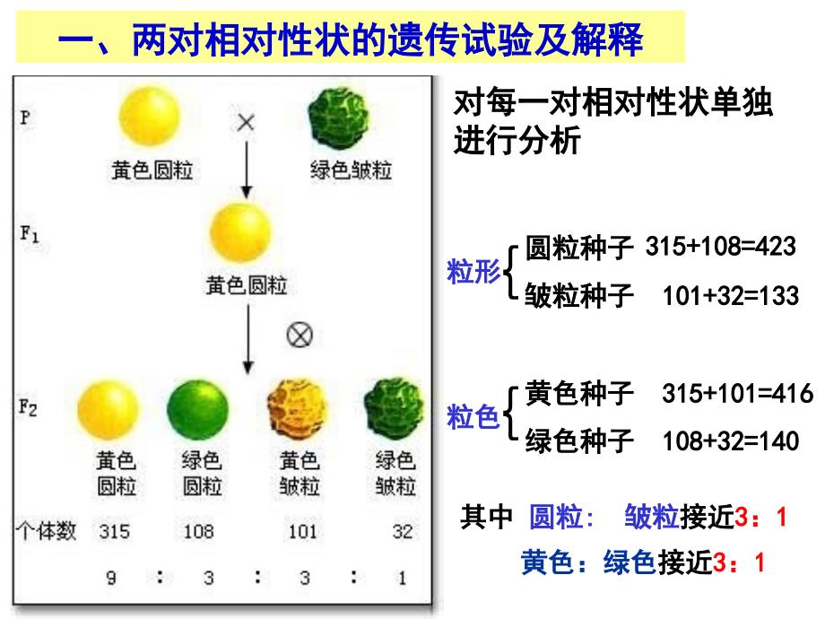 自由组合定律._第3页