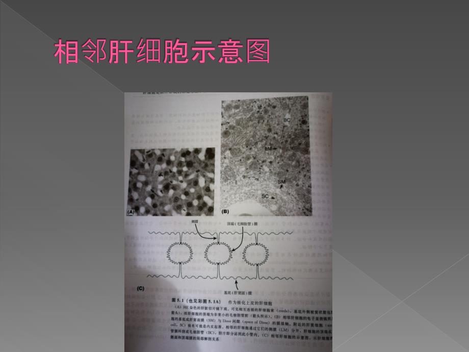 梗阻性黄疸的微观机制_第4页