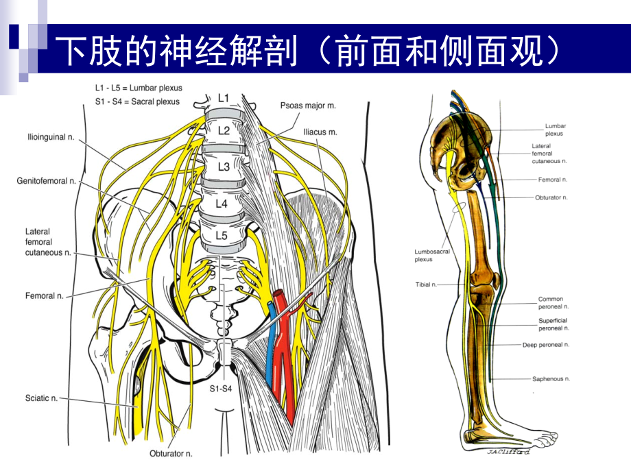 下肢神经阻滞_第2页