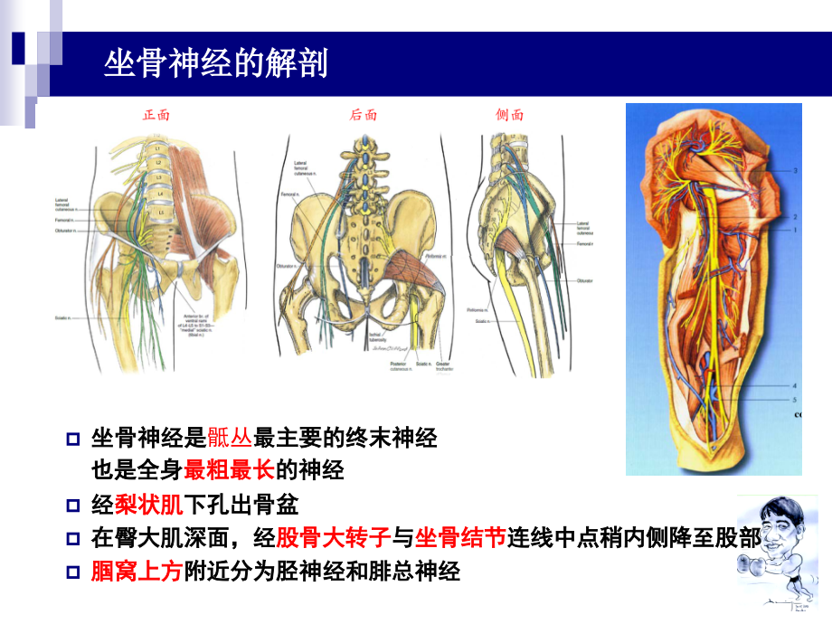 下肢神经阻滞_第4页