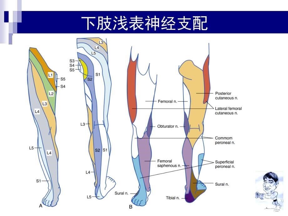 下肢神经阻滞_第5页