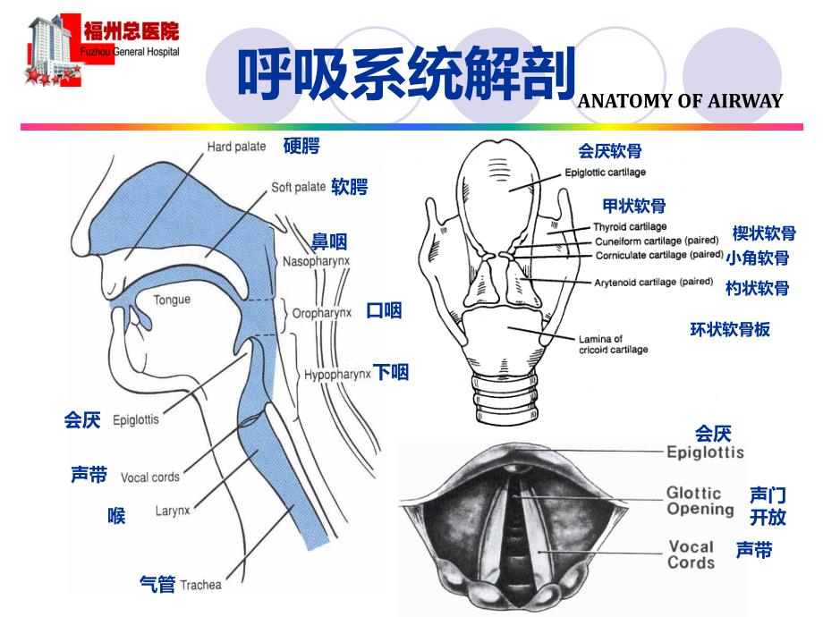 机械通气患者人工气道的选择_第4页