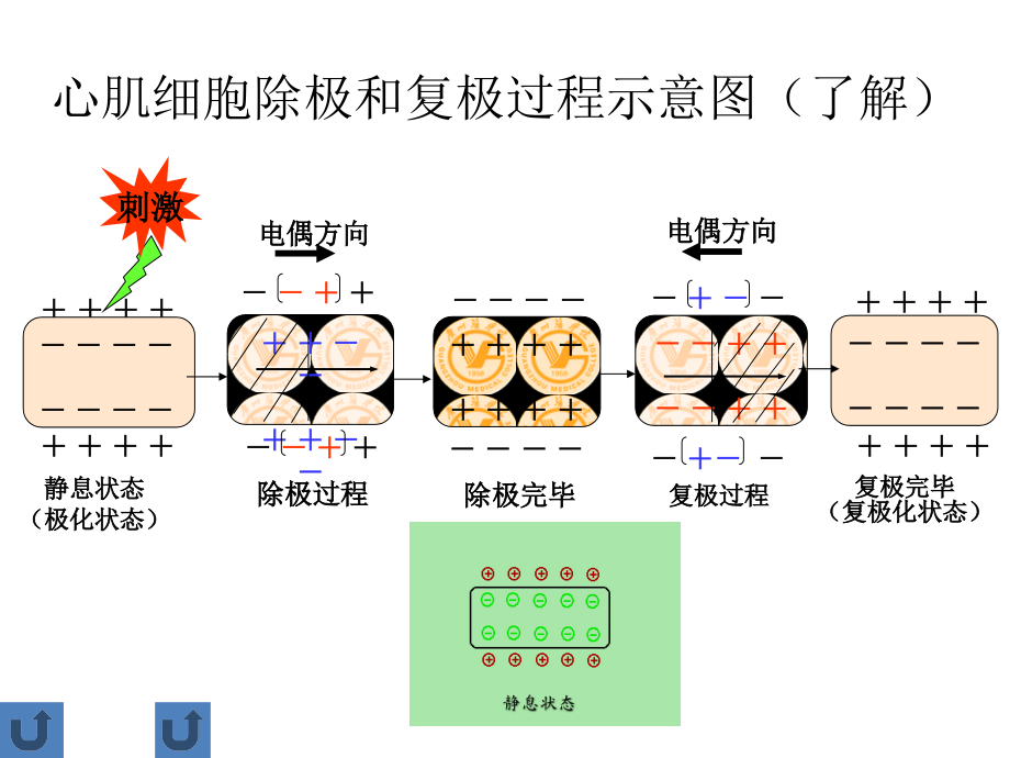 心电图影像学检查_第4页