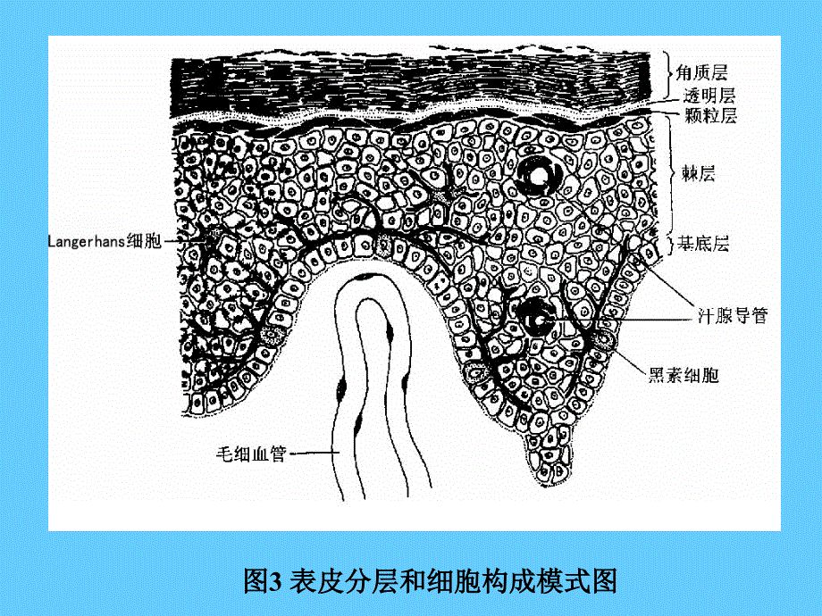 皮肤组织解剖光镜图_第3页