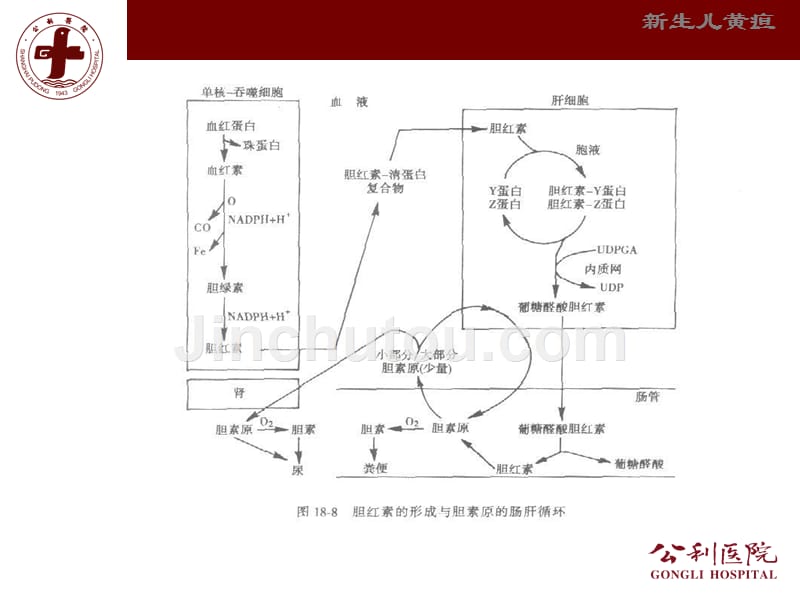 新生儿黄疸讲稿_第5页