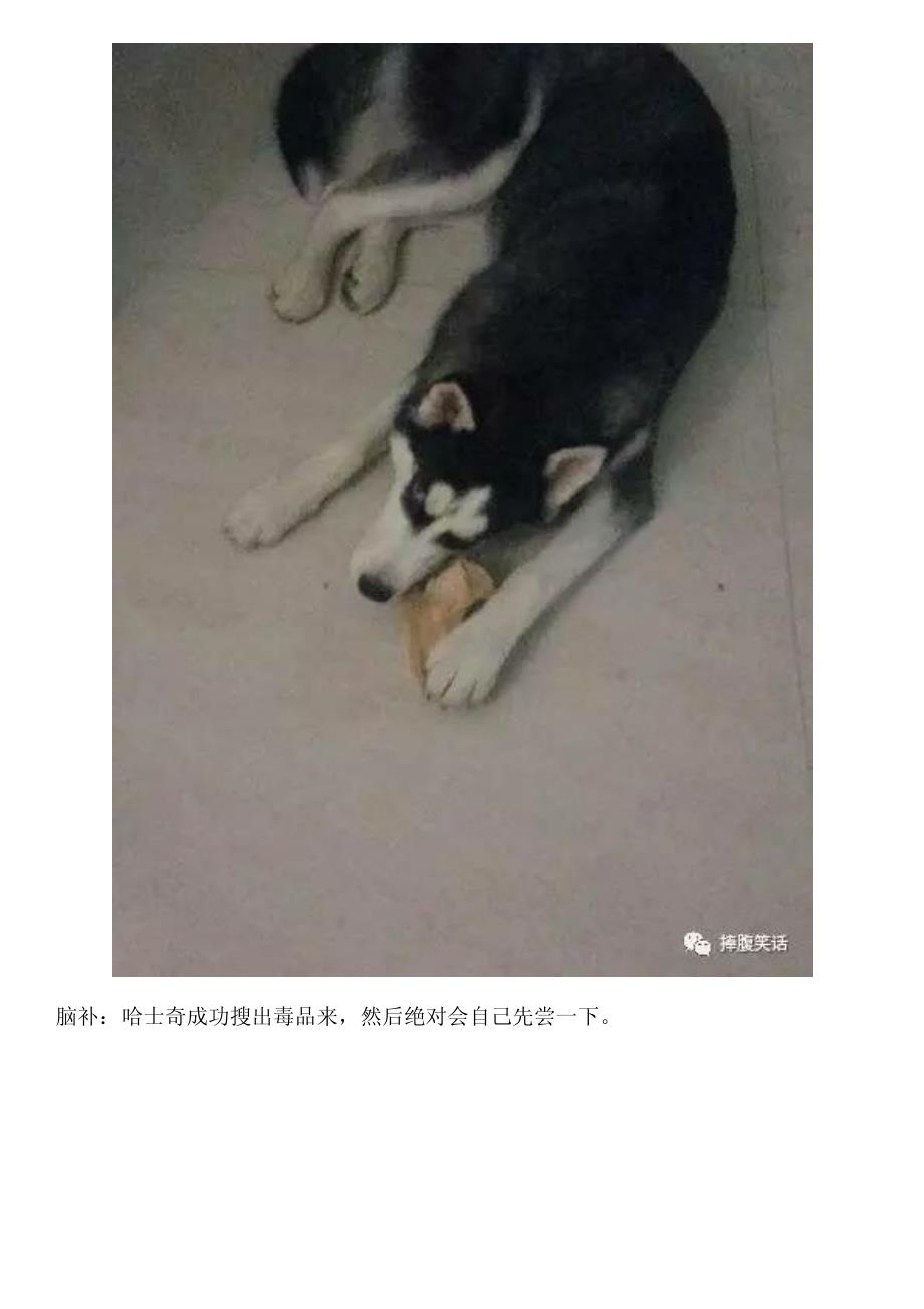 有网友建议哈士奇去当警犬,然而评论瞬间炸了_第4页