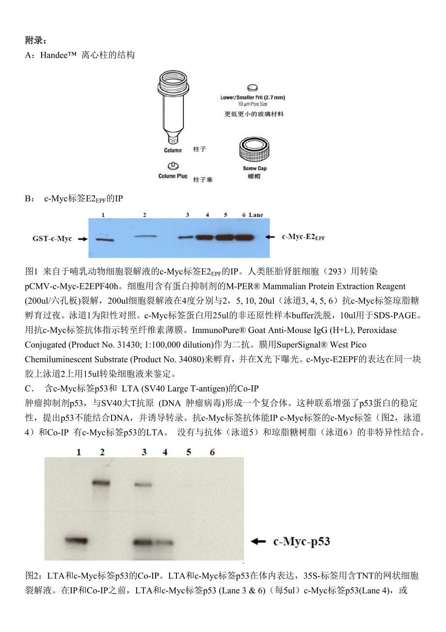 c-myc标签co-ip试剂盒中文说明_第5页