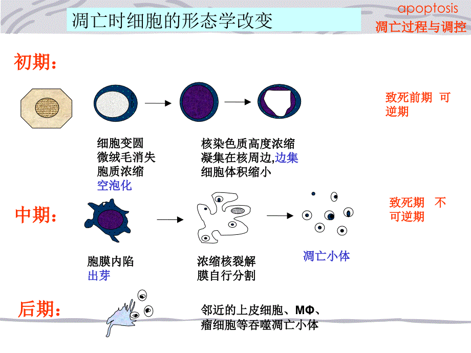 细胞凋亡的生理意义_第2页