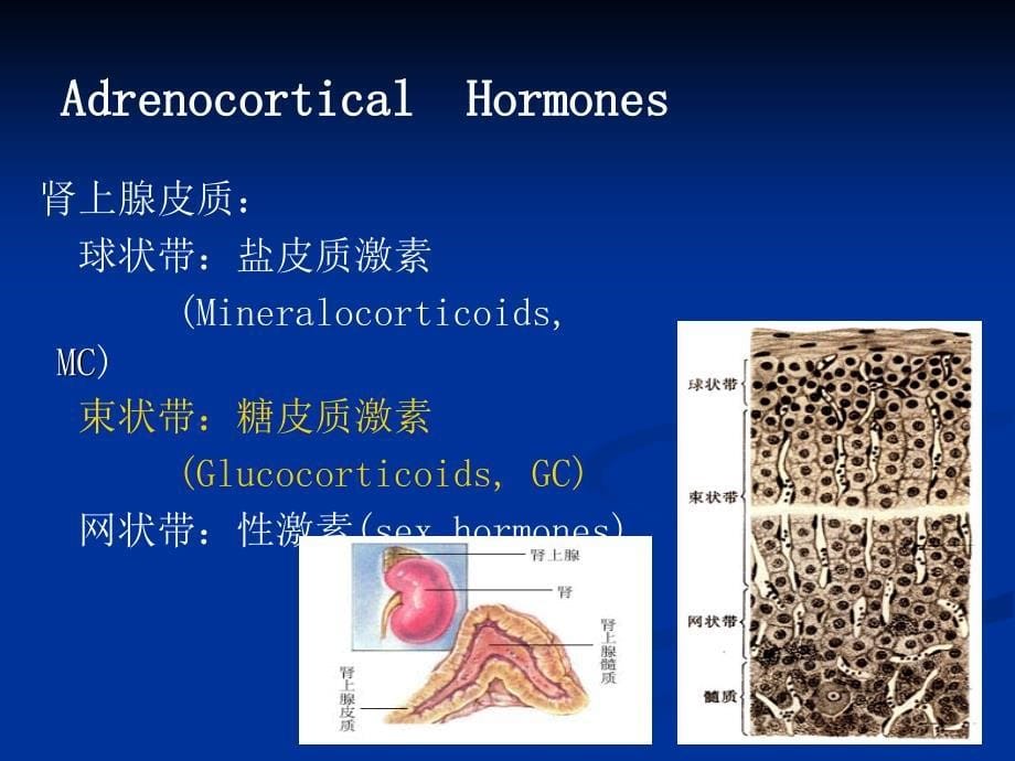 肾上腺皮质激素类药物西药课件_第5页