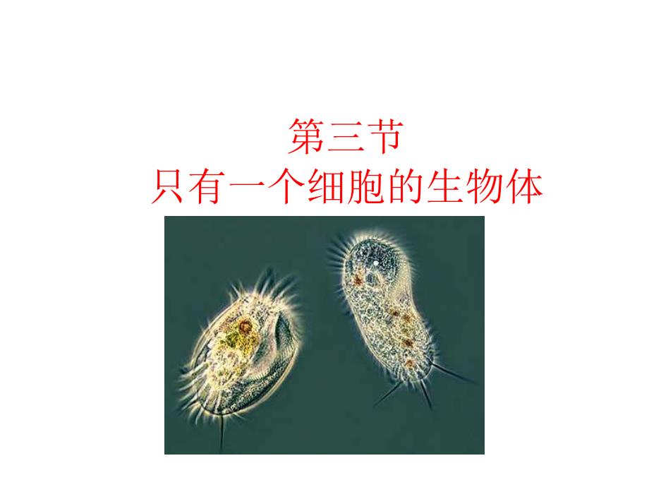 七年级生物只有一个细胞的生物体2_第1页