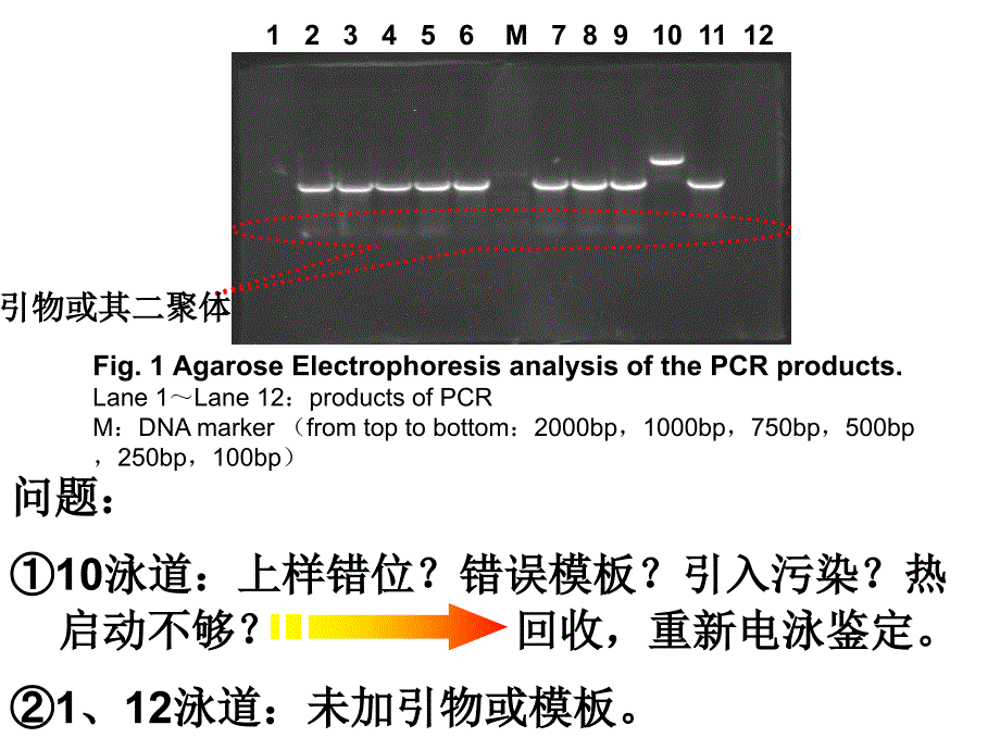 20071016-质粒dna的提取及定量定性分析_第2页