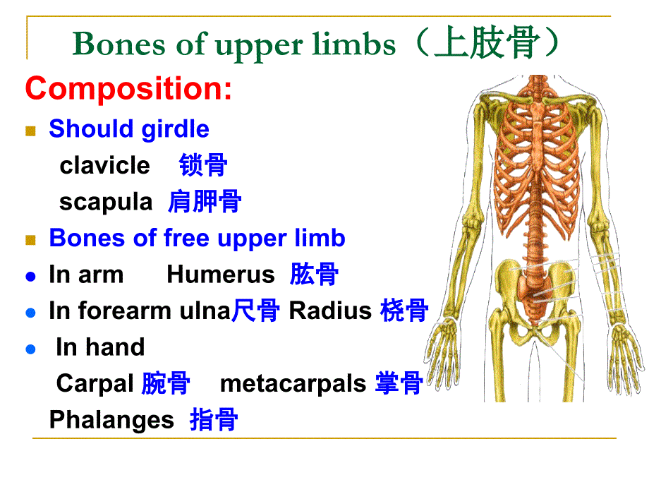 附肢骨贺细菊 系统解剖学_第4页