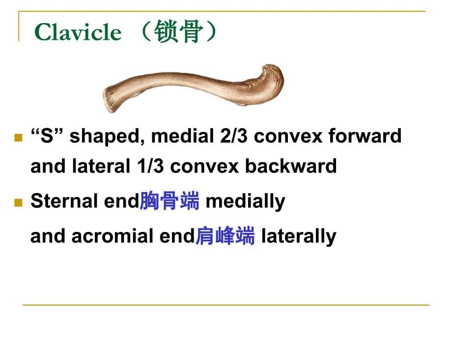 附肢骨贺细菊 系统解剖学_第5页