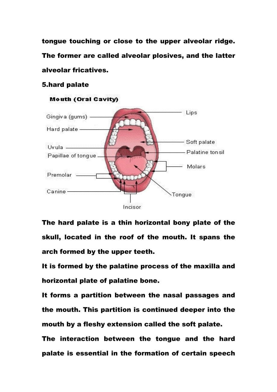 the organs of speech  发音器官_第5页